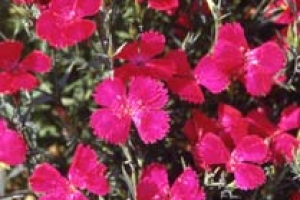Dianthus 'Brilliancy' 